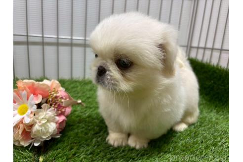 販売中の鹿児島県のペキニーズ-395763の3枚目
