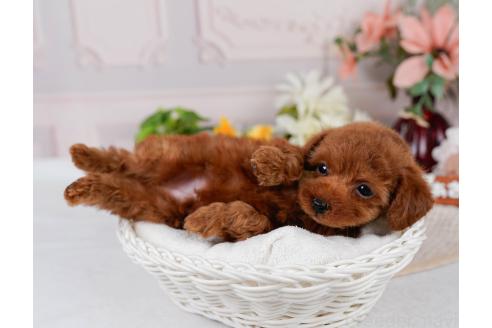 販売中の神奈川県のトイプードル-395764の11枚目