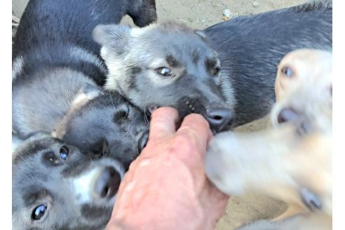 商談中の千葉県のミックス犬-380416の8枚目