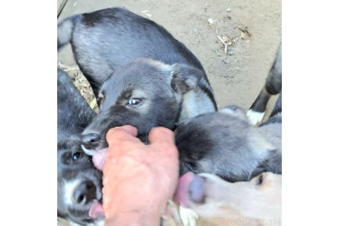 商談中の千葉県のミックス犬-380416の7枚目