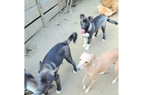 商談中の千葉県のミックス犬-380416の6枚目