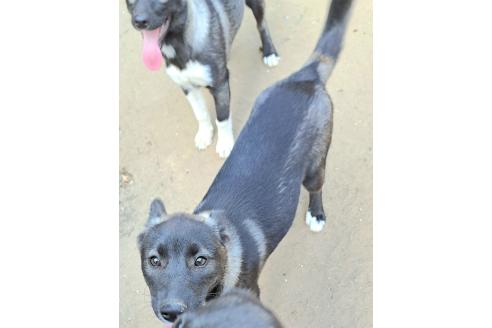 商談中の千葉県のミックス犬-380416の5枚目