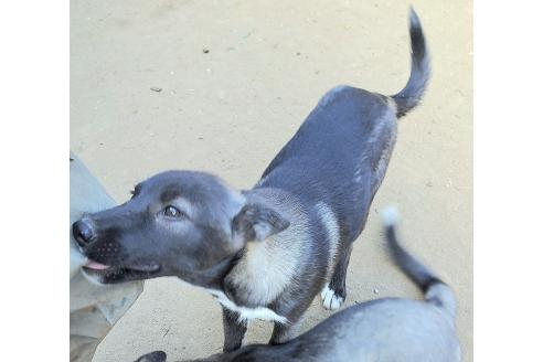商談中の千葉県のミックス犬-380416の4枚目