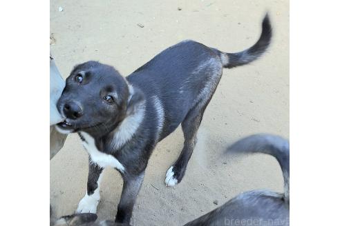 商談中の千葉県のミックス犬-380416の3枚目