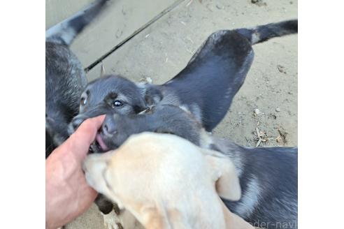 商談中の千葉県のミックス犬-380416の2枚目