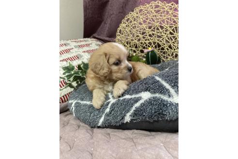 販売中の山形県のキャバマル:キャバリア×マルチーズ-395773の5枚目