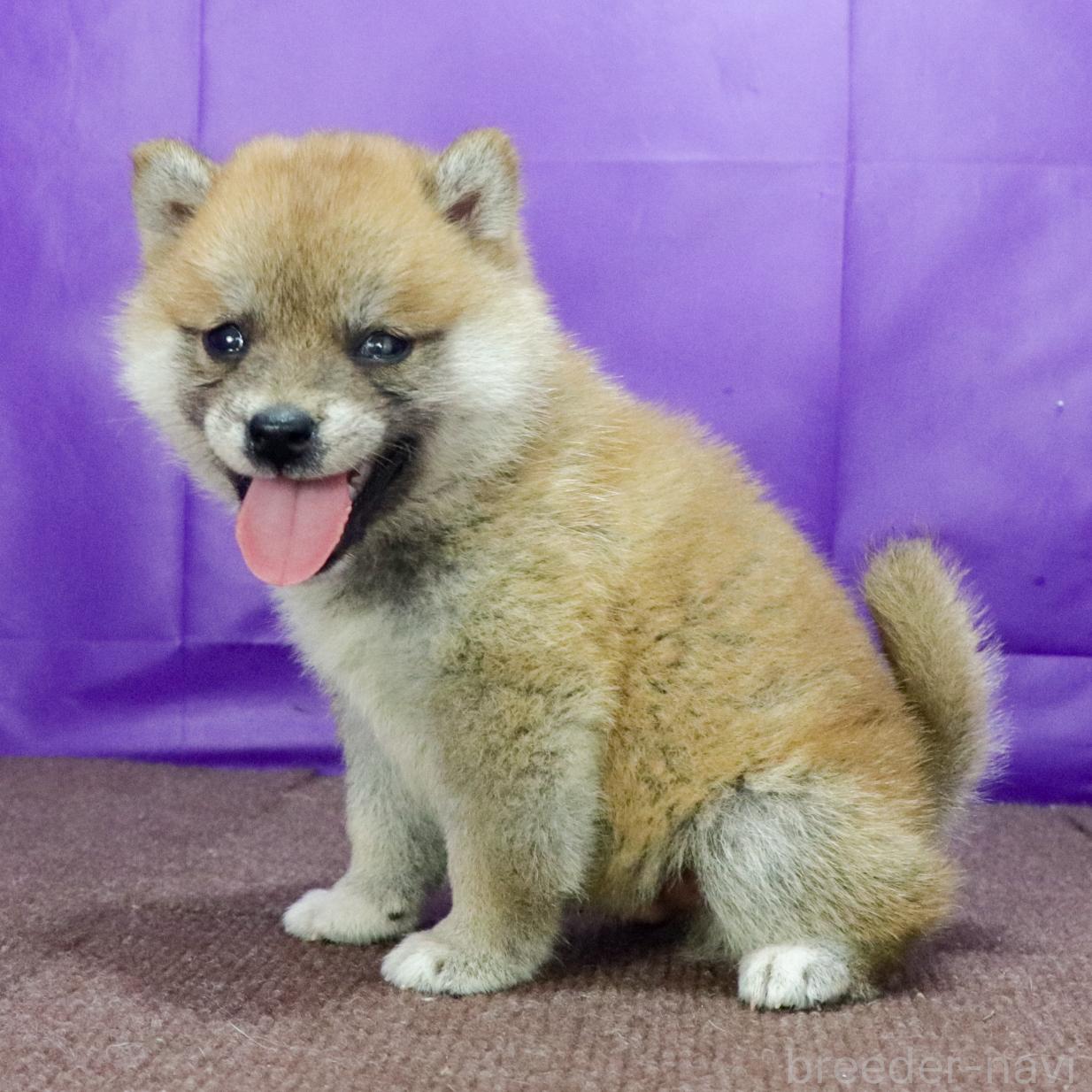 販売中の愛知県の柴犬-395775の3枚目