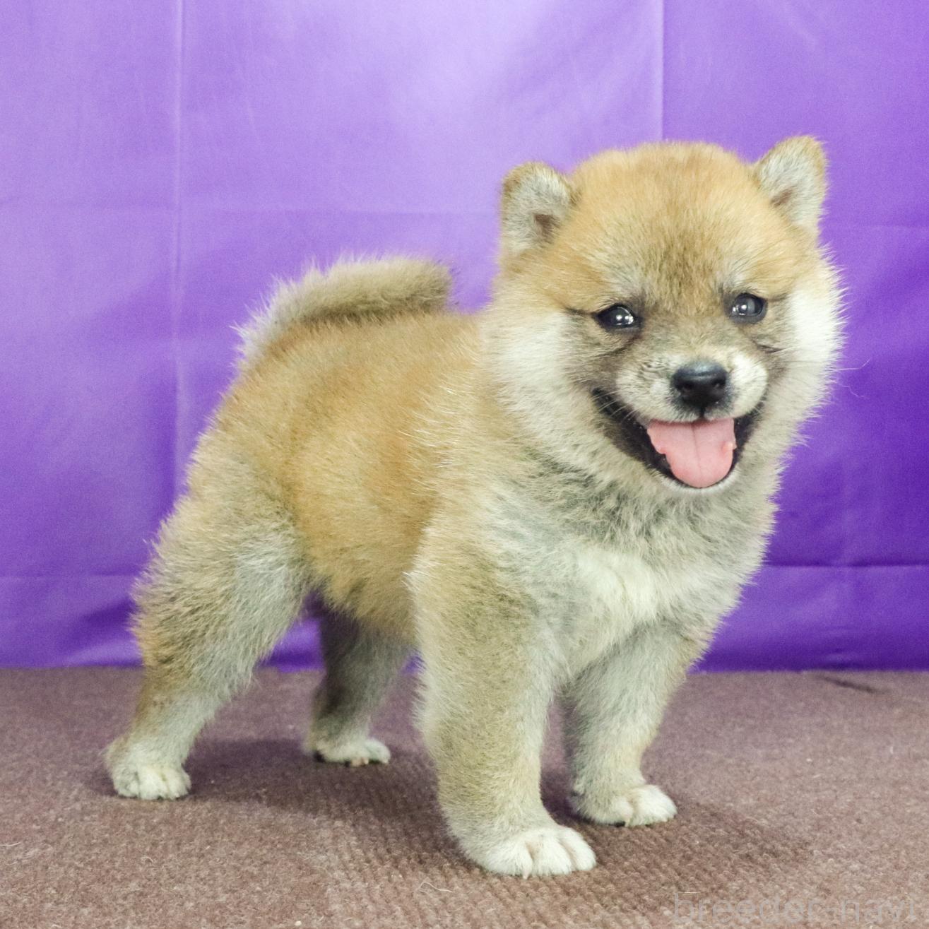 販売中の愛知県の柴犬-395775の2枚目