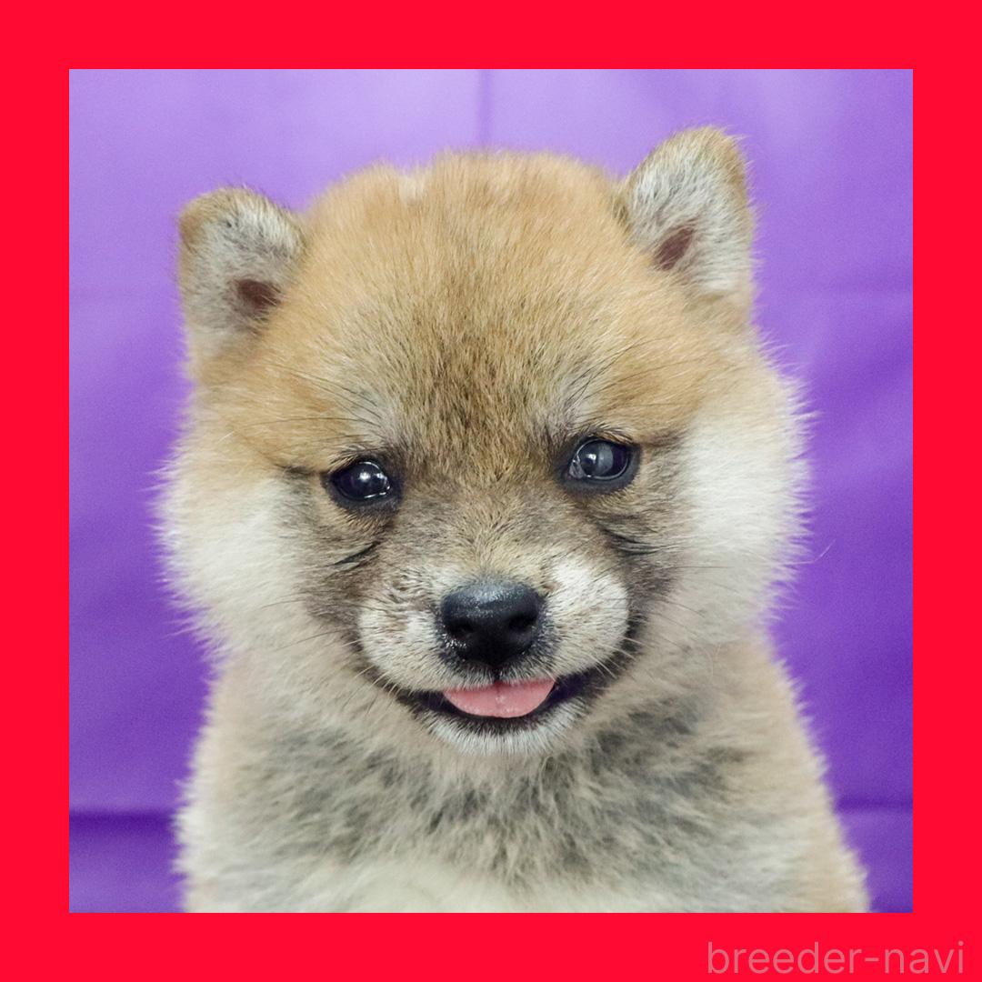 販売中の愛知県の柴犬-395775の1枚目