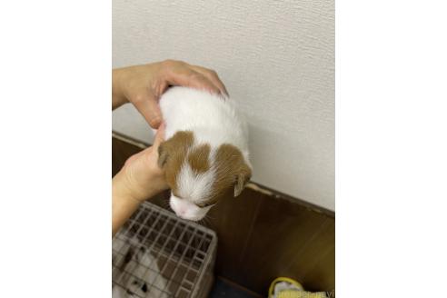 販売中の千葉県のジャックラッセルテリア-395778の3枚目
