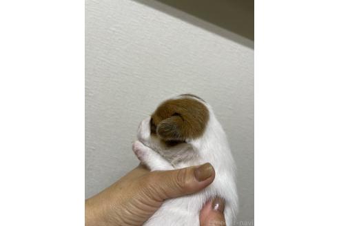 販売中の千葉県のジャックラッセルテリア-395778の2枚目