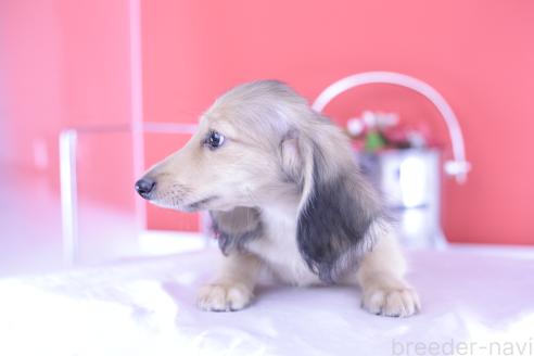 販売中の愛知県のカニンヘンダックスフンド(ロングヘアード)-387041の15枚目