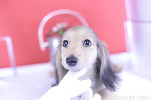 販売中の愛知県のカニンヘンダックスフンド(ロングヘアード)-387041の4枚目