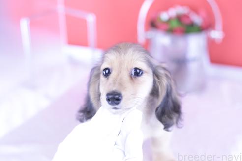 販売中の愛知県のカニンヘンダックスフンド(ロングヘアード)-387042の13枚目