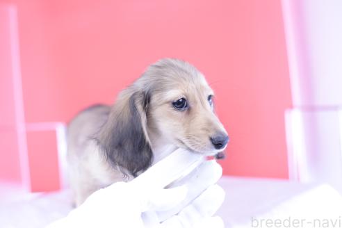 販売中の愛知県のカニンヘンダックスフンド(ロングヘアード)-387042の11枚目