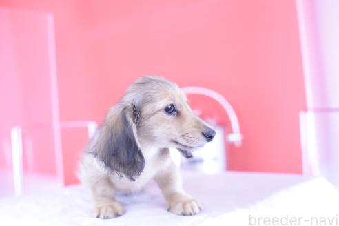 販売中の愛知県のカニンヘンダックスフンド(ロングヘアード)-387042の10枚目