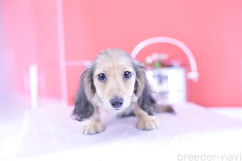 販売中の愛知県のカニンヘンダックスフンド(ロングヘアード)-387042の7枚目