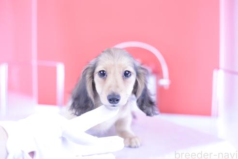 販売中の愛知県のカニンヘンダックスフンド(ロングヘアード)-387042の6枚目
