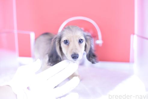 販売中の愛知県のカニンヘンダックスフンド(ロングヘアード)-387042の5枚目