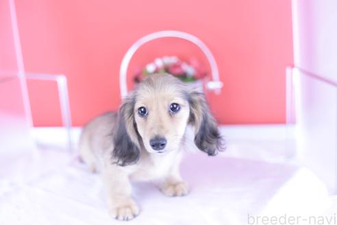 販売中の愛知県のカニンヘンダックスフンド(ロングヘアード)-387042の4枚目