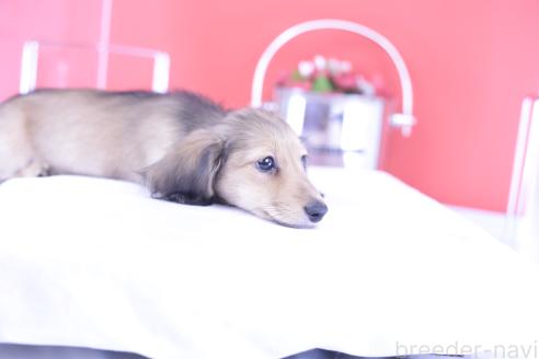 販売中の愛知県のカニンヘンダックスフンド(ロングヘアード)-387042の2枚目