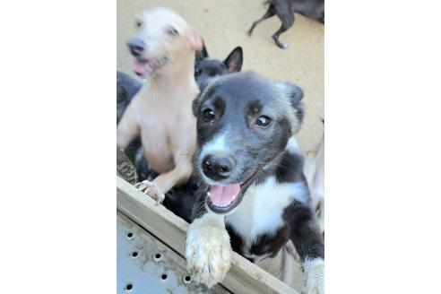 販売中の千葉県のミックス犬-381228の3枚目