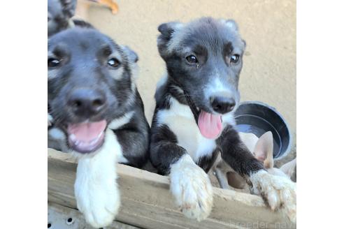 販売中の千葉県のミックス犬-381228の2枚目