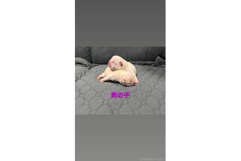 販売中の愛知県のフレンチブルドッグ-395891の2枚目