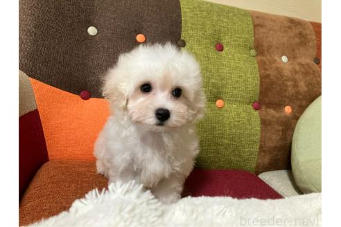 販売中の福岡県のマルプー:マルチーズ×トイプードル-395792の8枚目