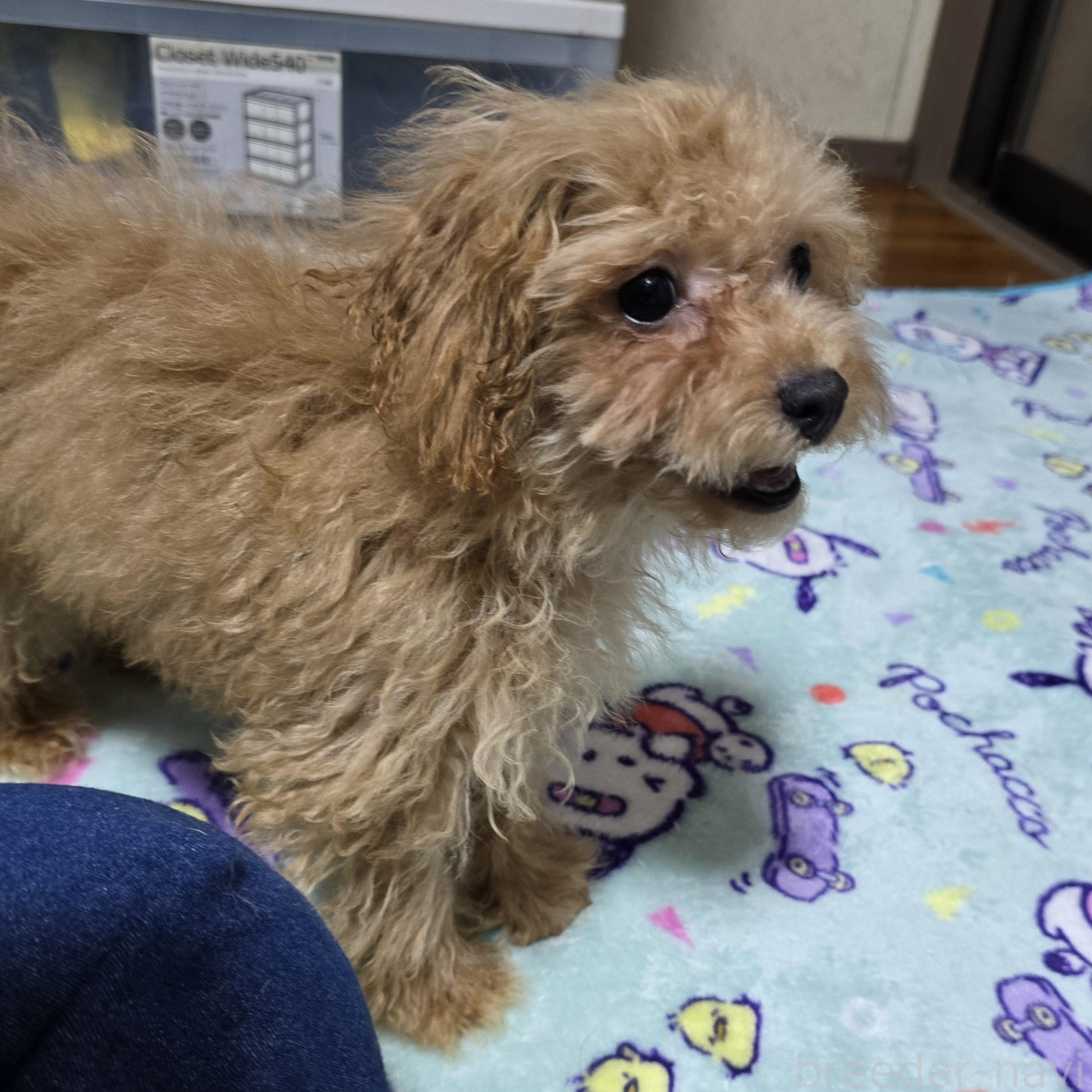 販売中の岡山県のトイプードル-374261の11枚目