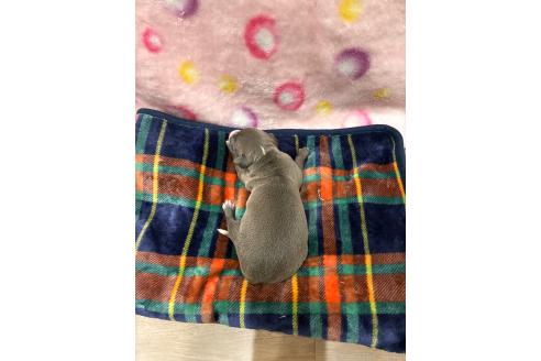 商談中の福岡県のイタリアングレーハウンド(イタグレ)-393538の2枚目