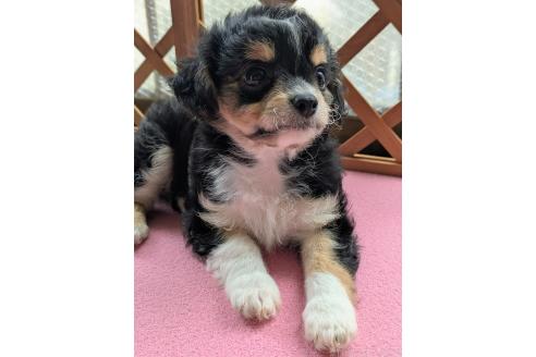 販売中の三重県のミックス犬-387874の2枚目
