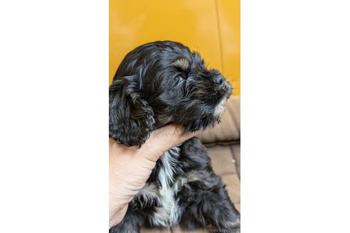 販売中の愛知県のアメリカンコッカースパニエル-395581の4枚目