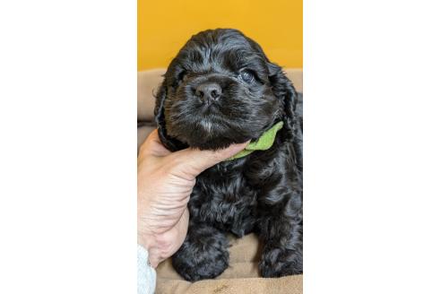 販売中の愛知県のアメリカンコッカースパニエル-395580の9枚目