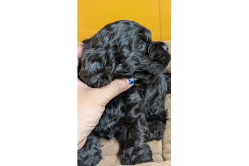 販売中の愛知県のアメリカンコッカースパニエル-395580の5枚目