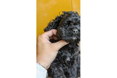 販売中の愛知県のアメリカンコッカースパニエル-395578の5枚目