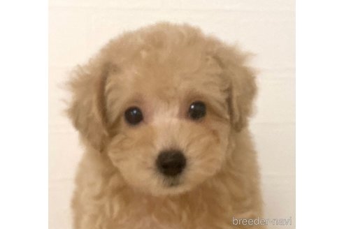 販売中の静岡県のトイプードル-395595の3枚目