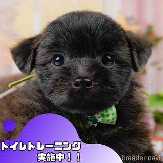 販売中の静岡県のポメプー:ポメラニアン×トイプードル-395662