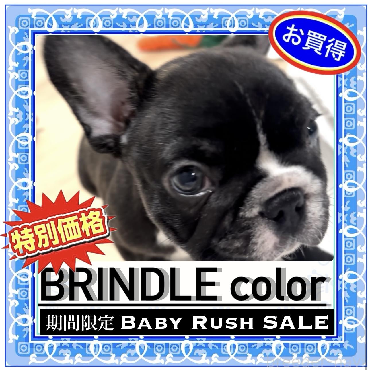 販売中の大阪府のフレンチブルドッグ-391106