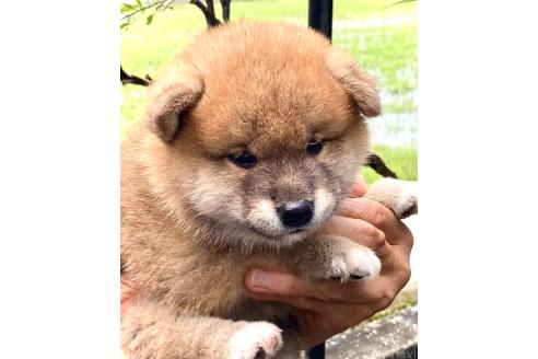 販売中の香川県の柴犬-395380の2枚目