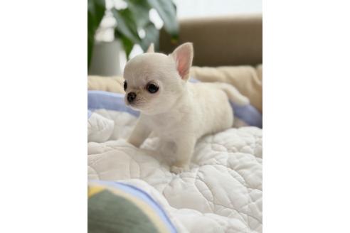 販売中の愛知県のチワワ(ロングコート)-395843の2枚目