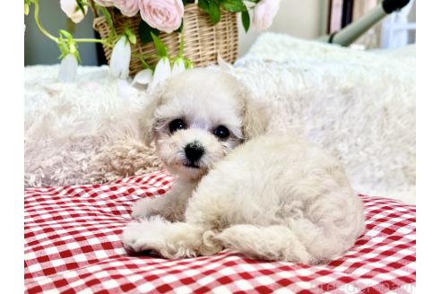 販売中の山口県のティーカッププードル-395845の10枚目