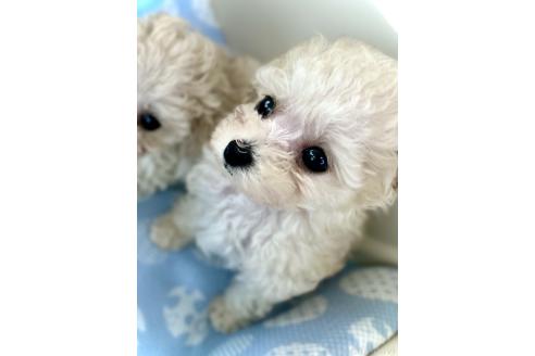 販売中の山口県のティーカッププードル-395845の9枚目