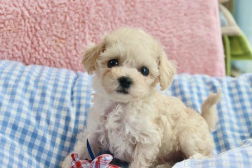 販売中の山口県のティーカッププードル-395845の7枚目