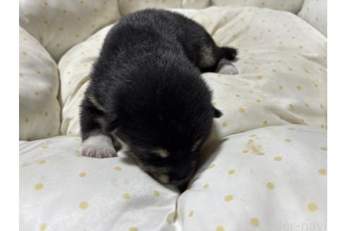 販売中の千葉県の柴犬-398279の6枚目