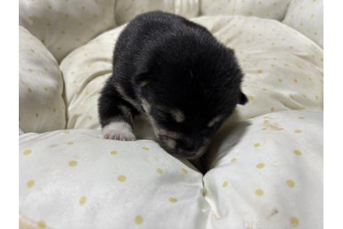 販売中の千葉県の柴犬-398279の5枚目