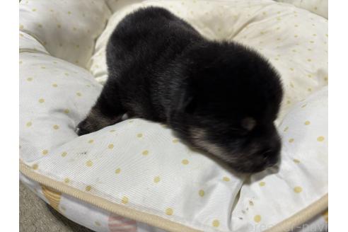 販売中の千葉県の柴犬-398280の6枚目