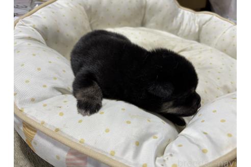 販売中の千葉県の柴犬-398280の5枚目