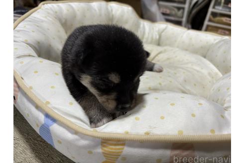 販売中の千葉県の柴犬-398281の6枚目