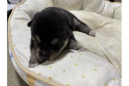販売中の千葉県の柴犬-398281の5枚目